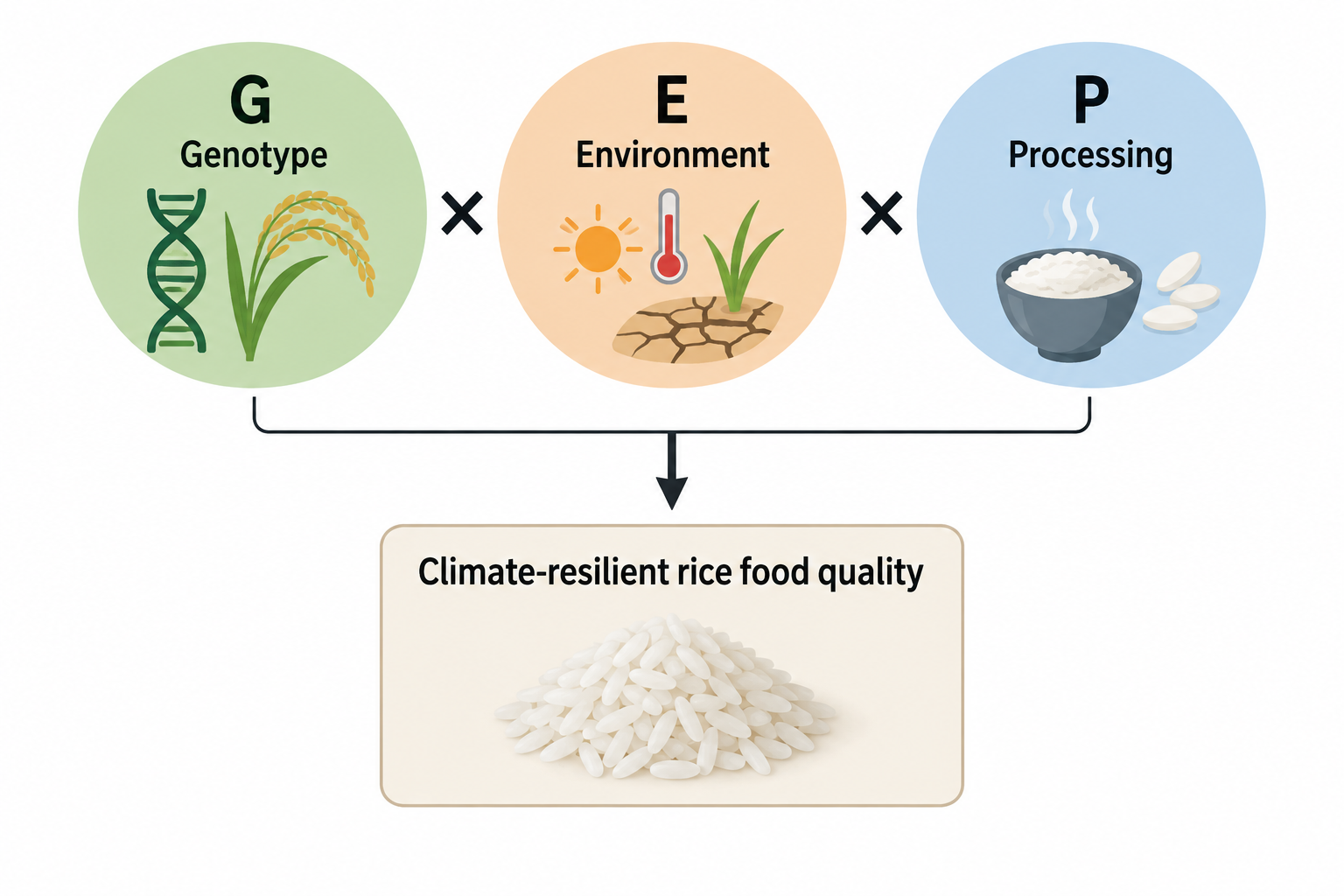 Genotype, environment, and processing shape climate-resilient rice quality.